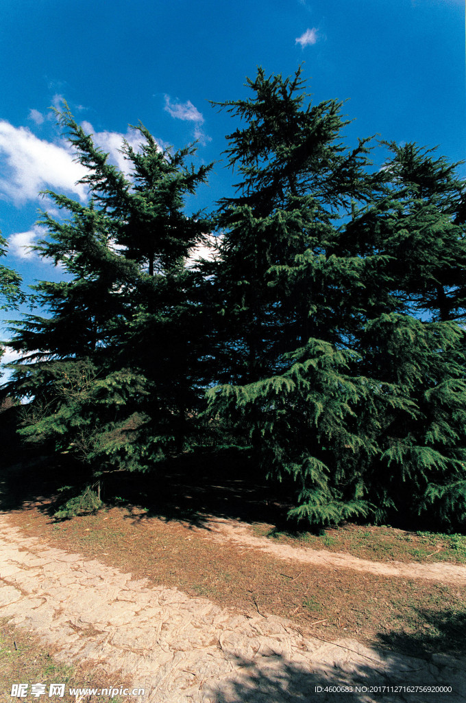 树木摄影素材  园林城市图片