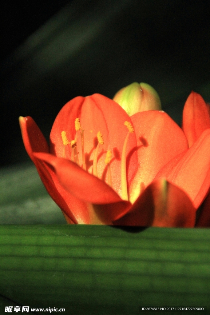 大花君子兰图片