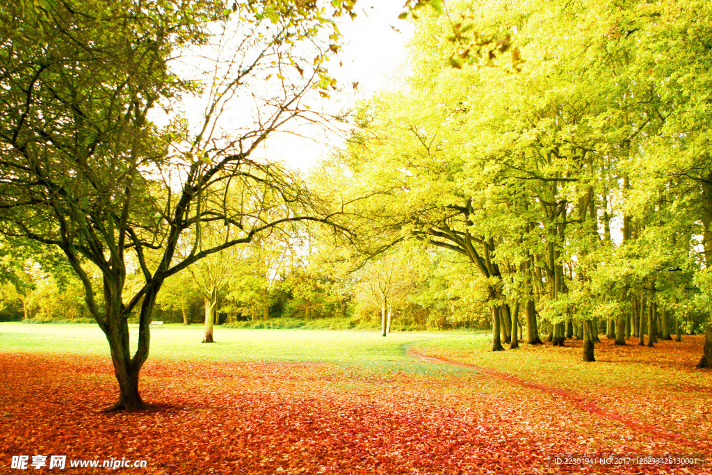 秋天风景 枫叶 枫叶的图片 枫