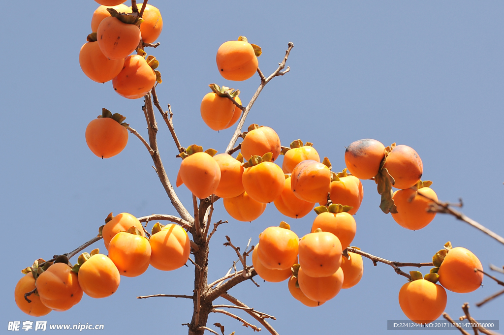 柿子 红柿子 柿子熟了 柿子素