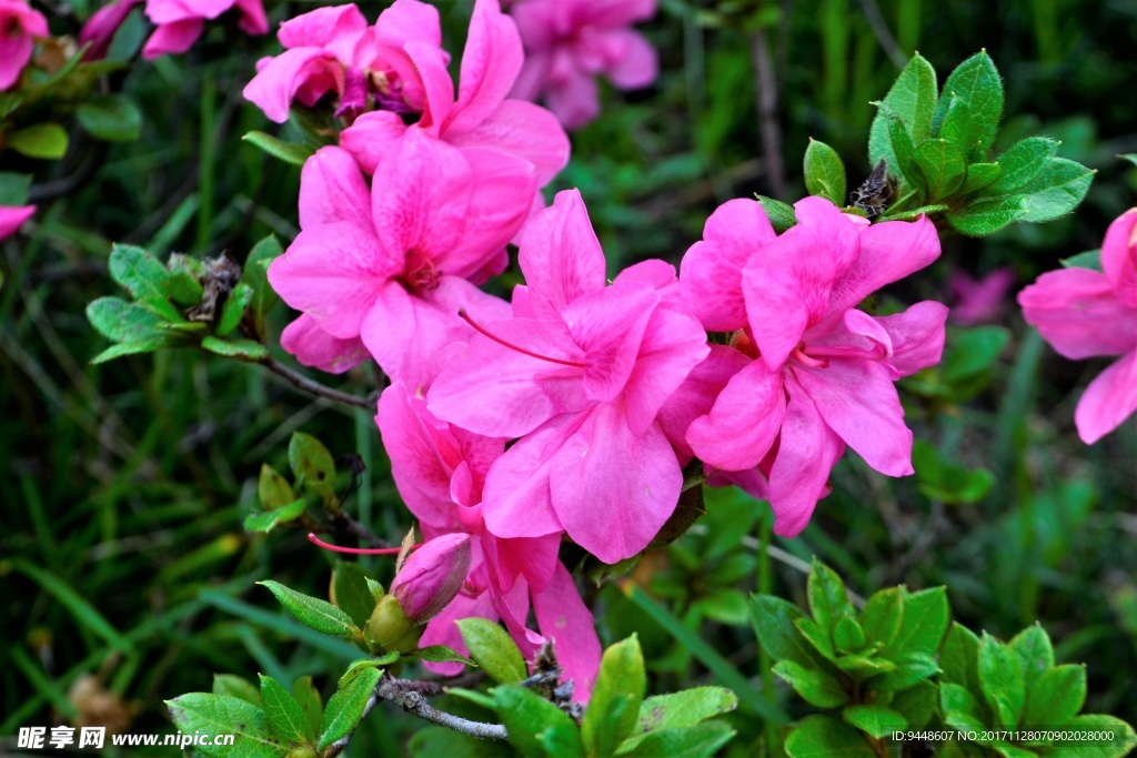 娇艳杜鹃花素材图片