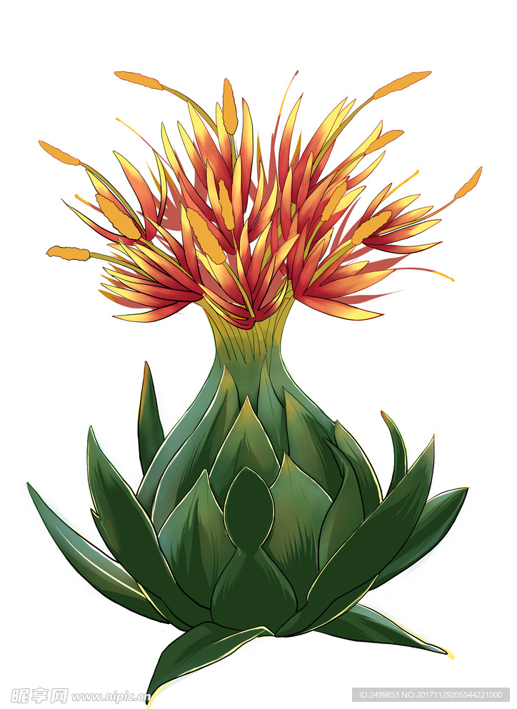 藏红花    番红花  中药材