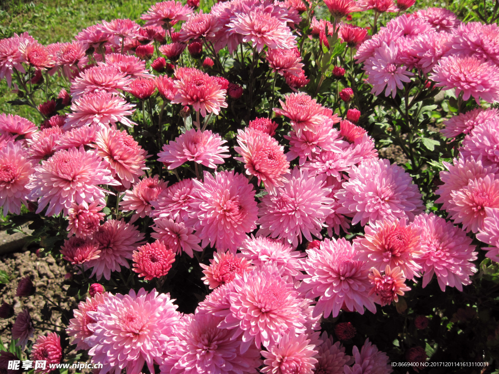 紫苑特写粉红色花卉