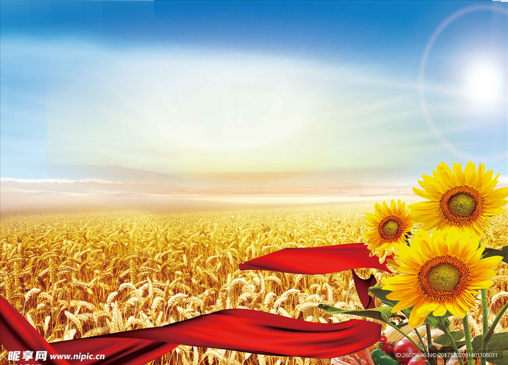 丰收向日葵小麦蓝天背景