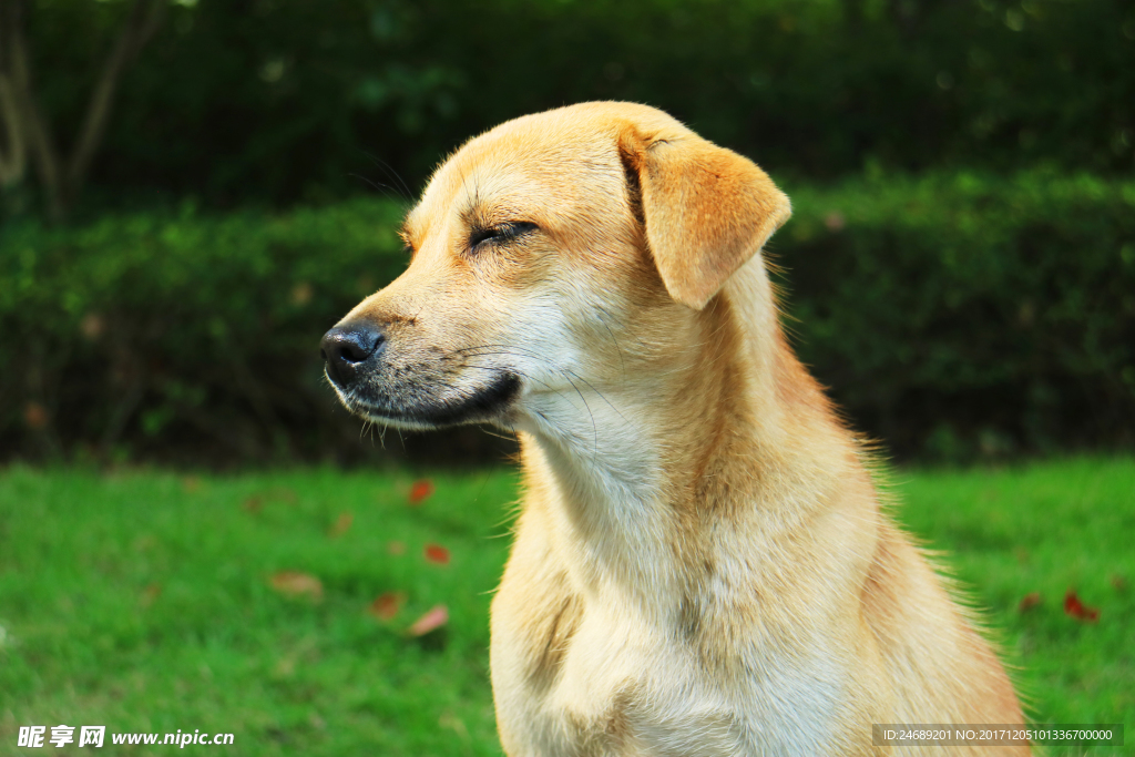 草地上的大黄狗