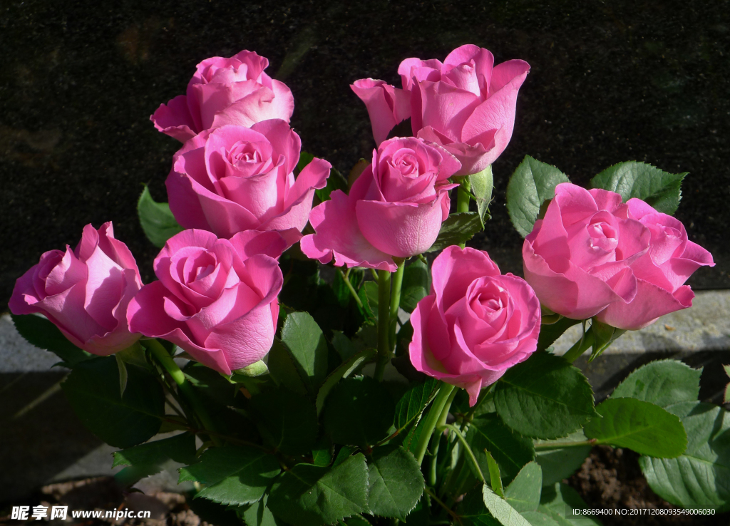 玫瑰特写粉红色花卉