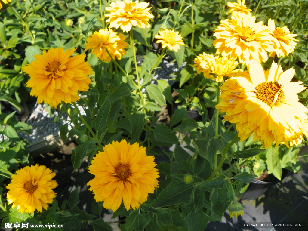 赛菊芋属黄色花卉