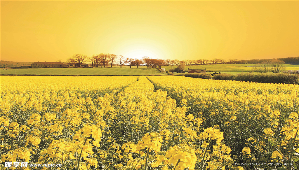 黄色背景 秋天春天背景花朵风景