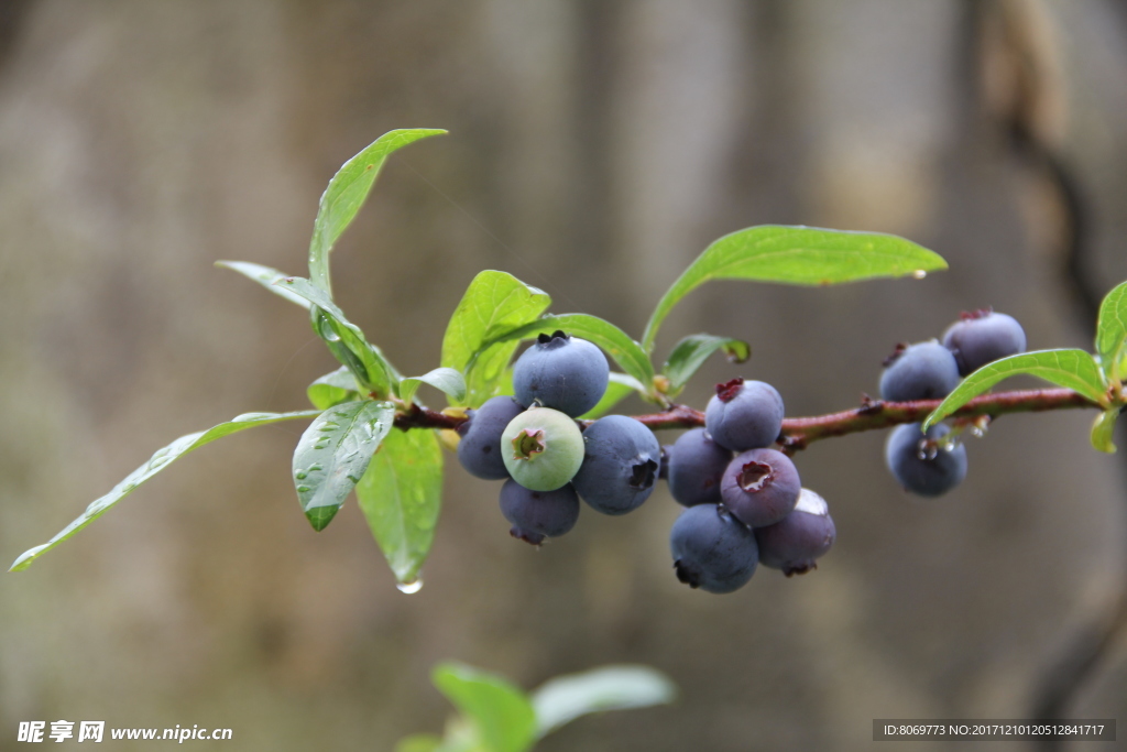 蓝莓