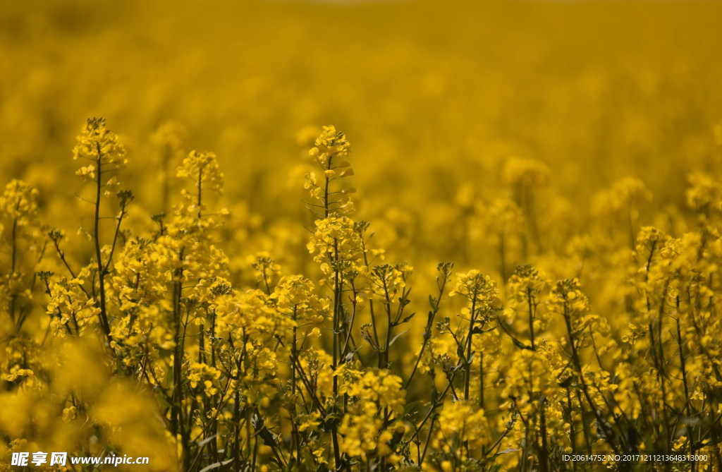 美丽的油菜花