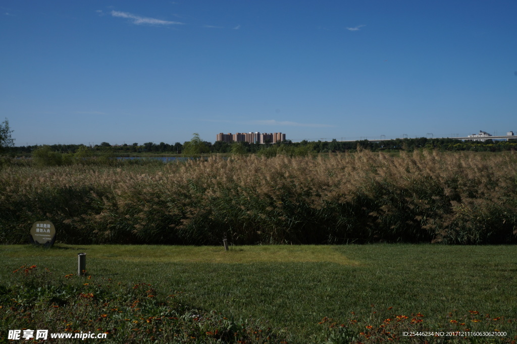 芦苇草地