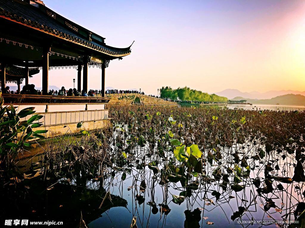 夕阳下的荷花池