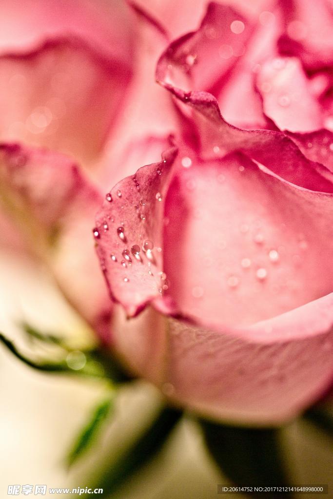 粉红色的玫瑰花