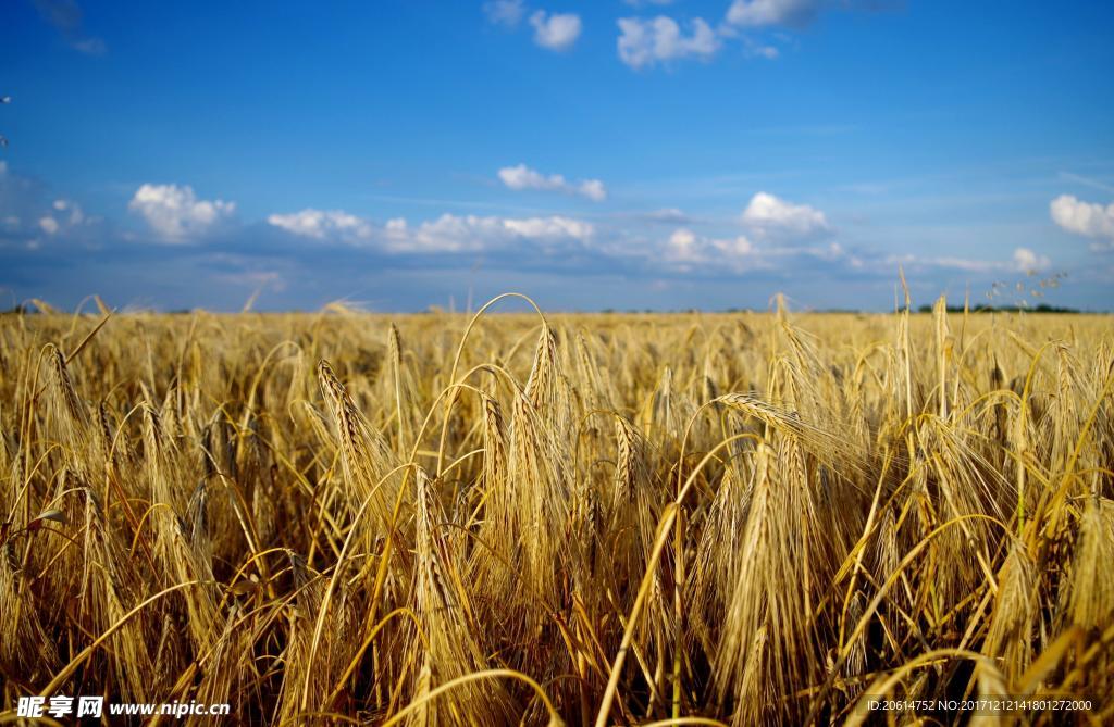 成熟的麦田