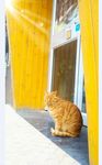 咖啡店门口的猫咪