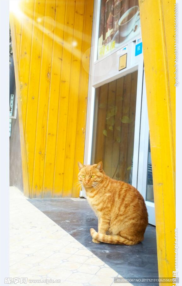 咖啡店门口的猫咪