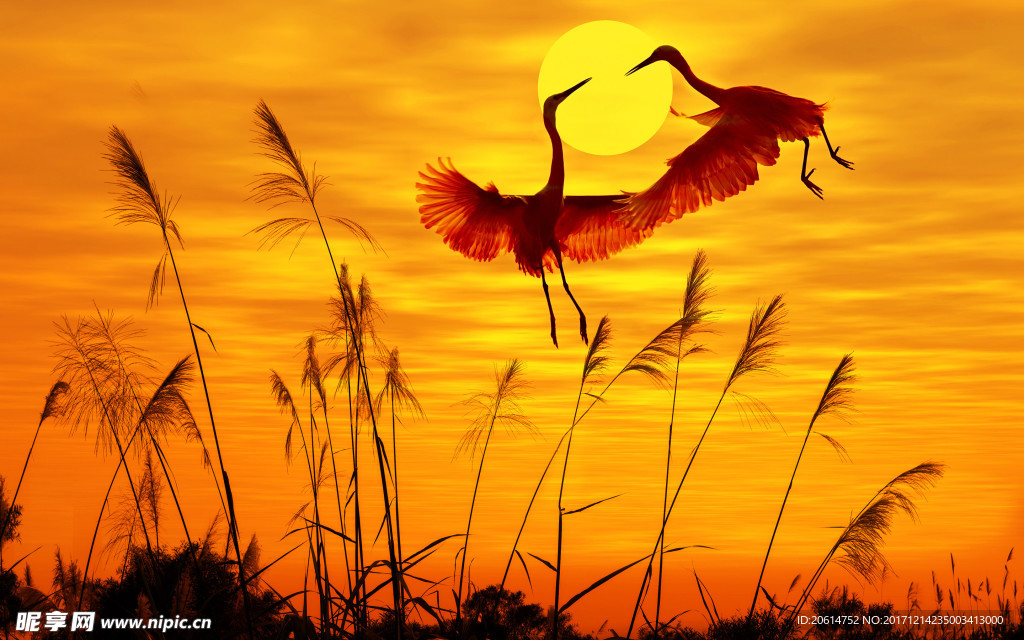 天空中飞行的白鹤