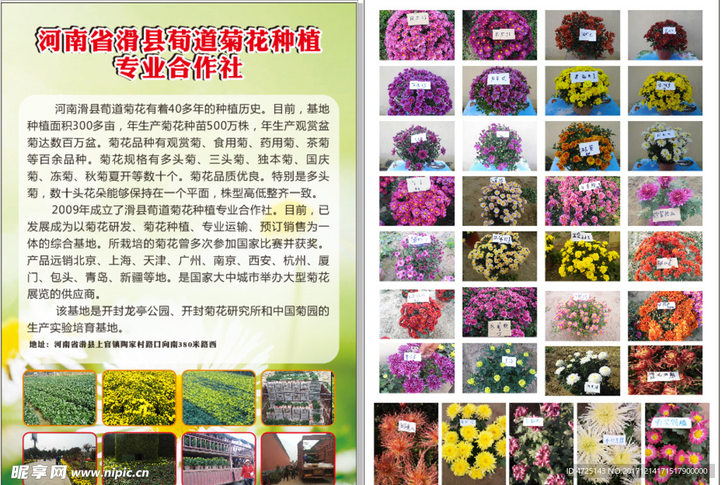 菊花种植彩页