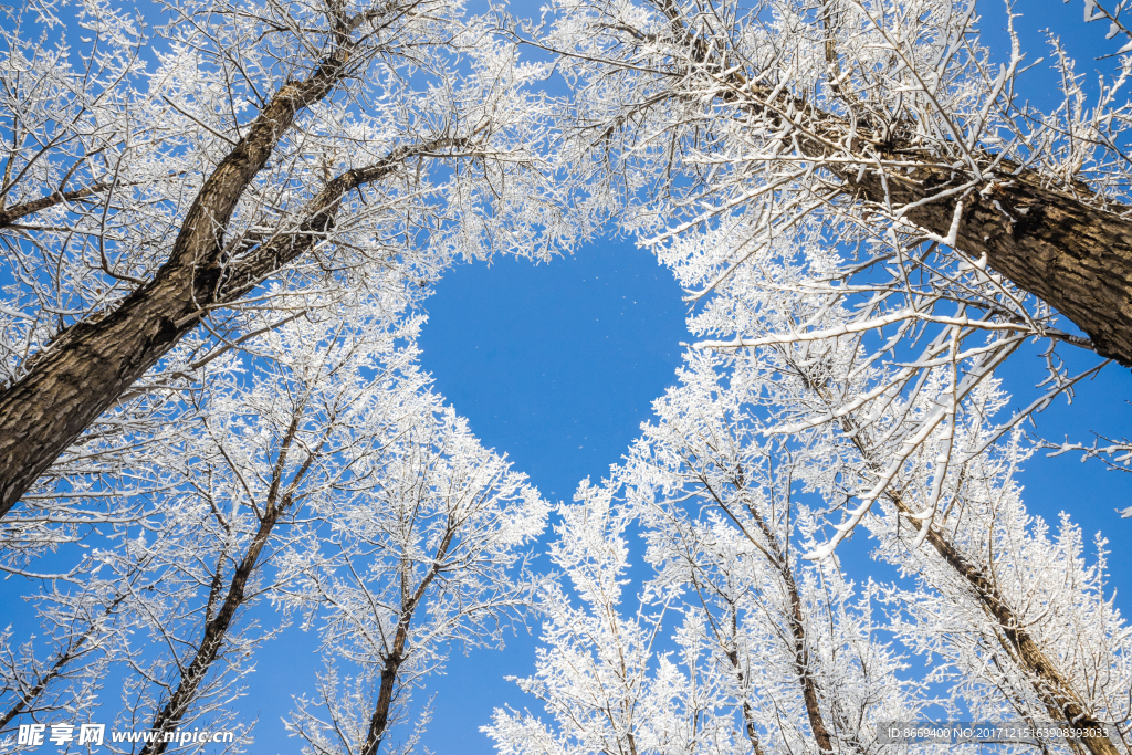 冬季树木爱心