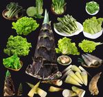 竹笋 生菜超清精细抠图分层素材