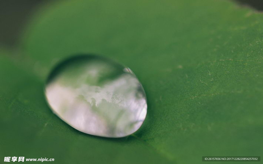 水滴叶子图片