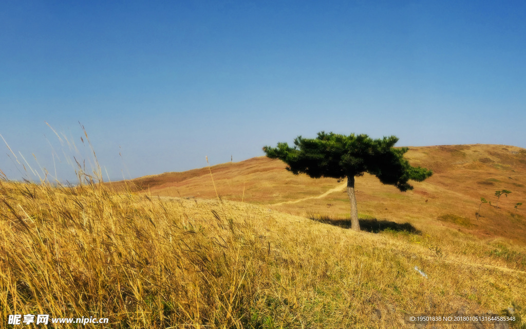 南京六合炼山草甸