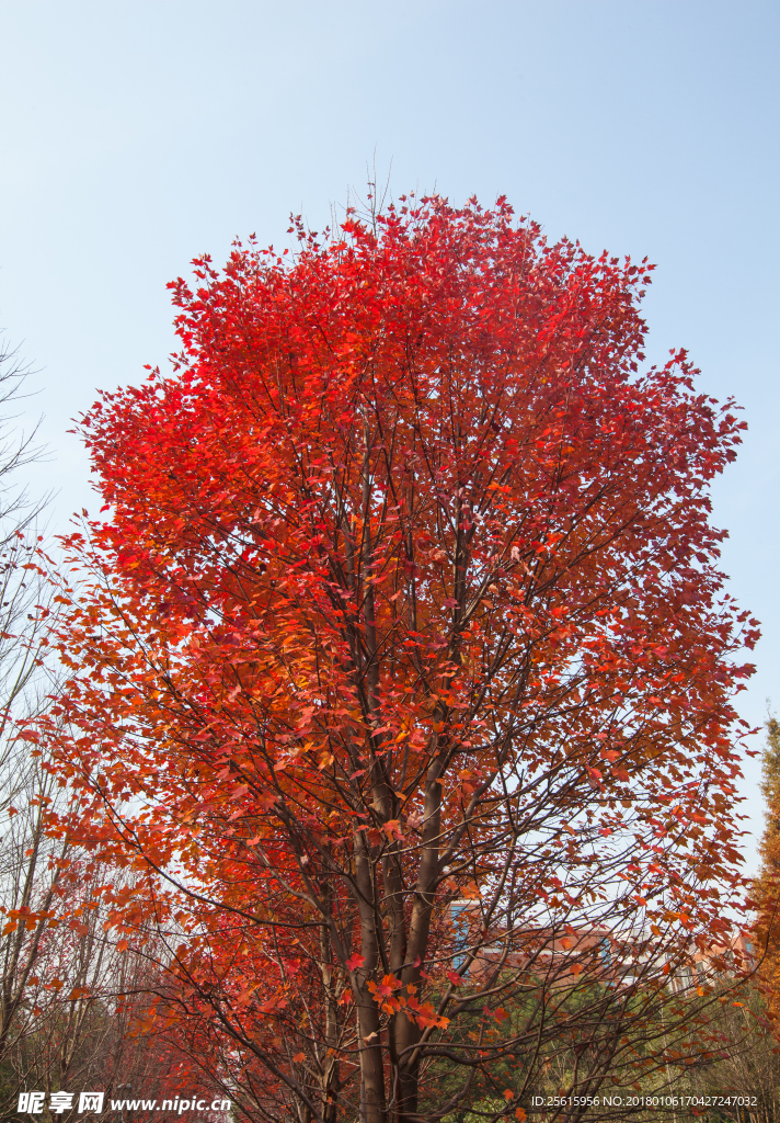 湖南农业大学枫叶