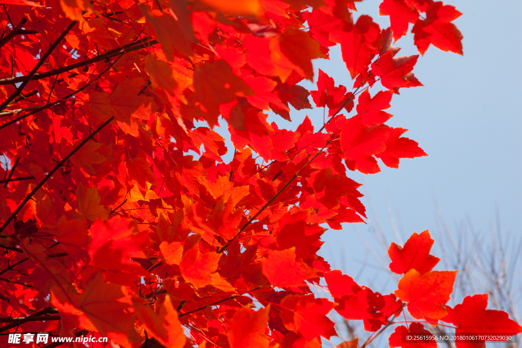 湖南农业大学枫叶