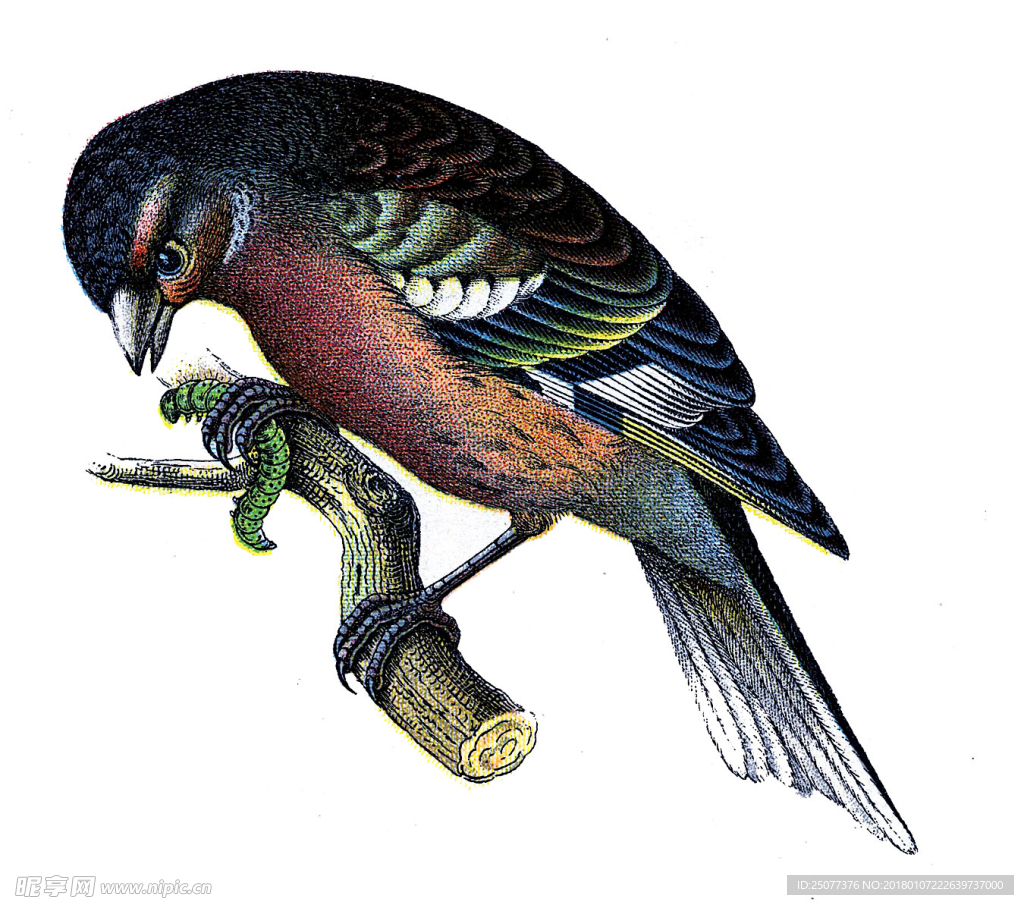 复古鸟类装饰画