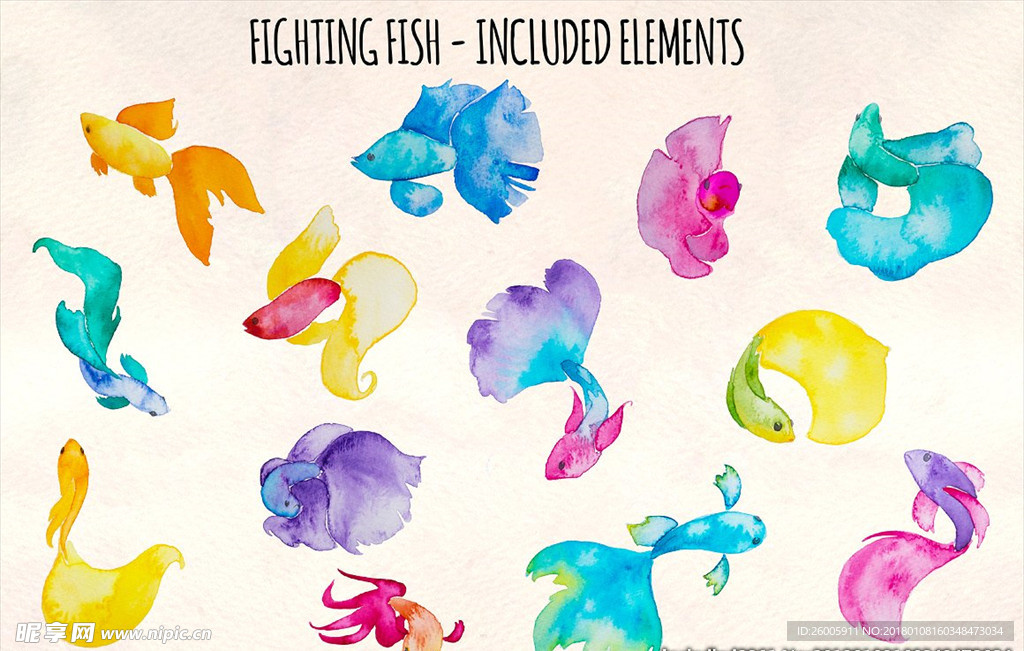 手绘金鱼孔雀鱼水彩画