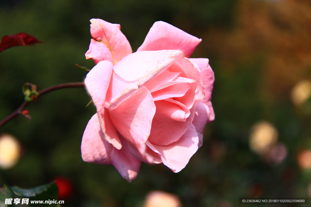秋拍 精品 高清 特写月季花