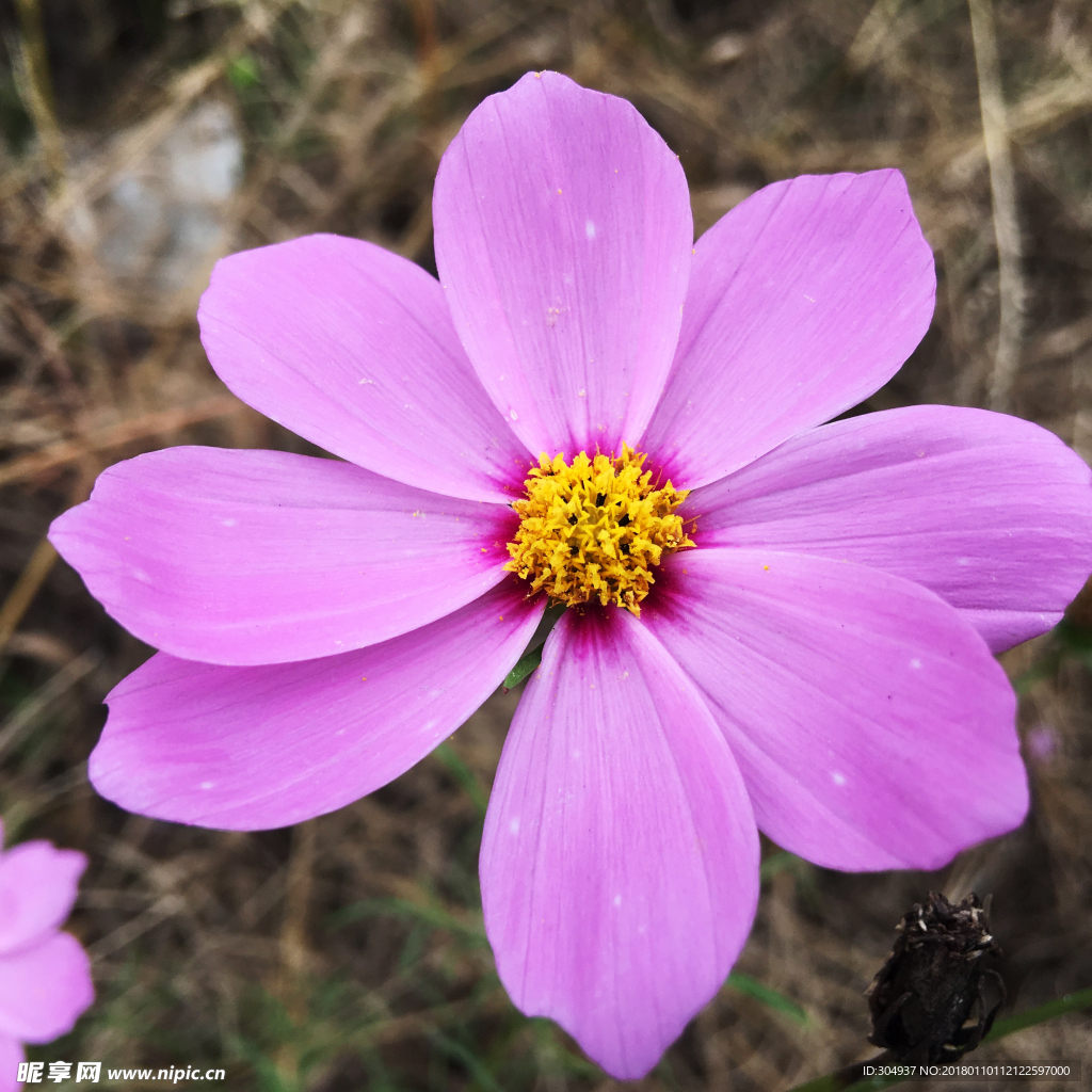 有点缺憾的小粉花
