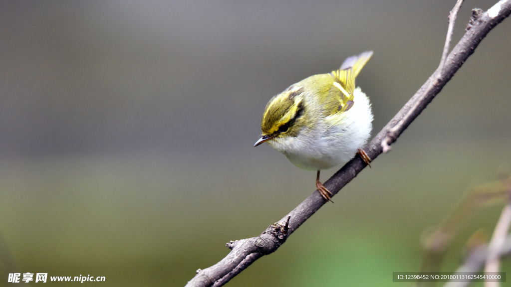 柳莺 鸟类 飞鸟 小鸟 候鸟