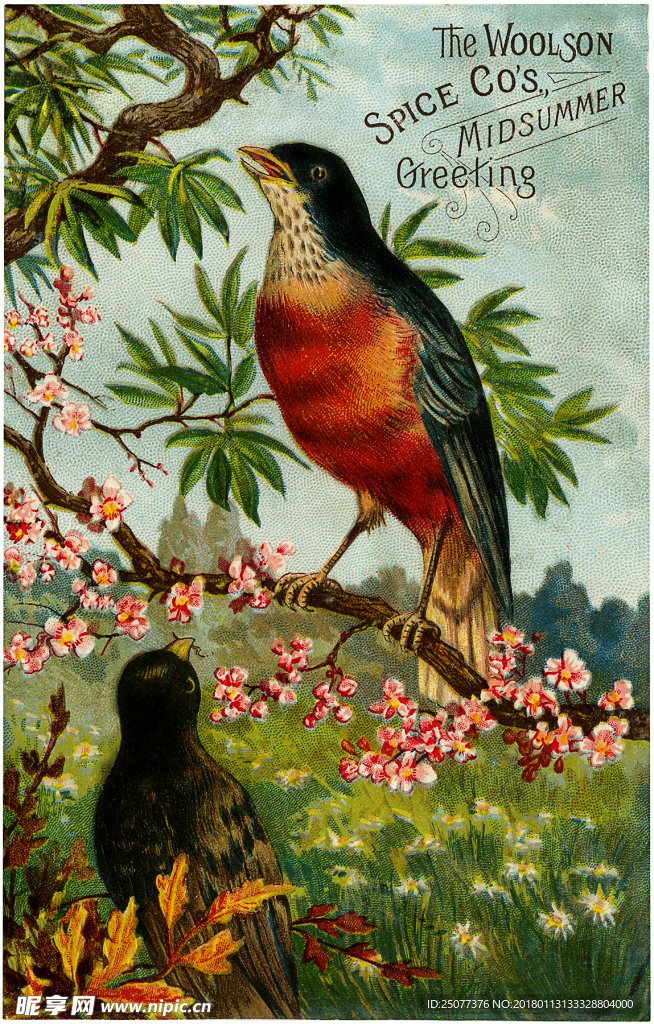 复古鸟类装饰画图片