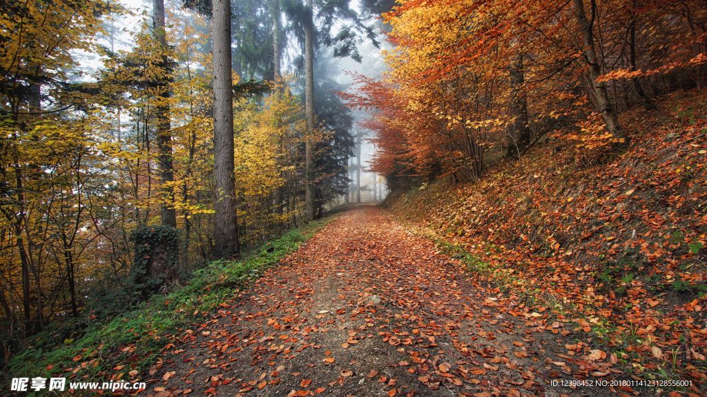 秋叶 枫叶 落叶 树叶 黄叶