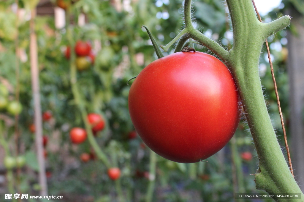 西红柿 番茄 洋柿子