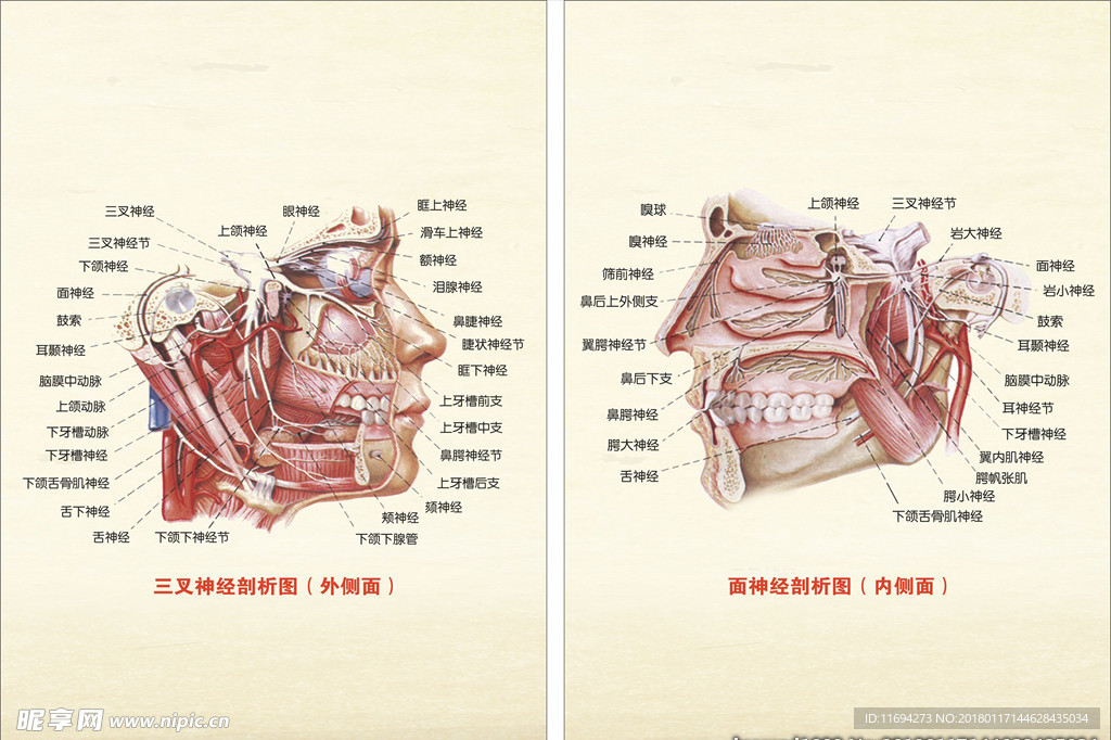 面部神经剖析图