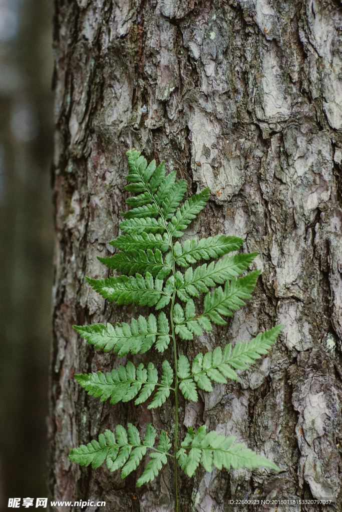 自强不息的绿植
