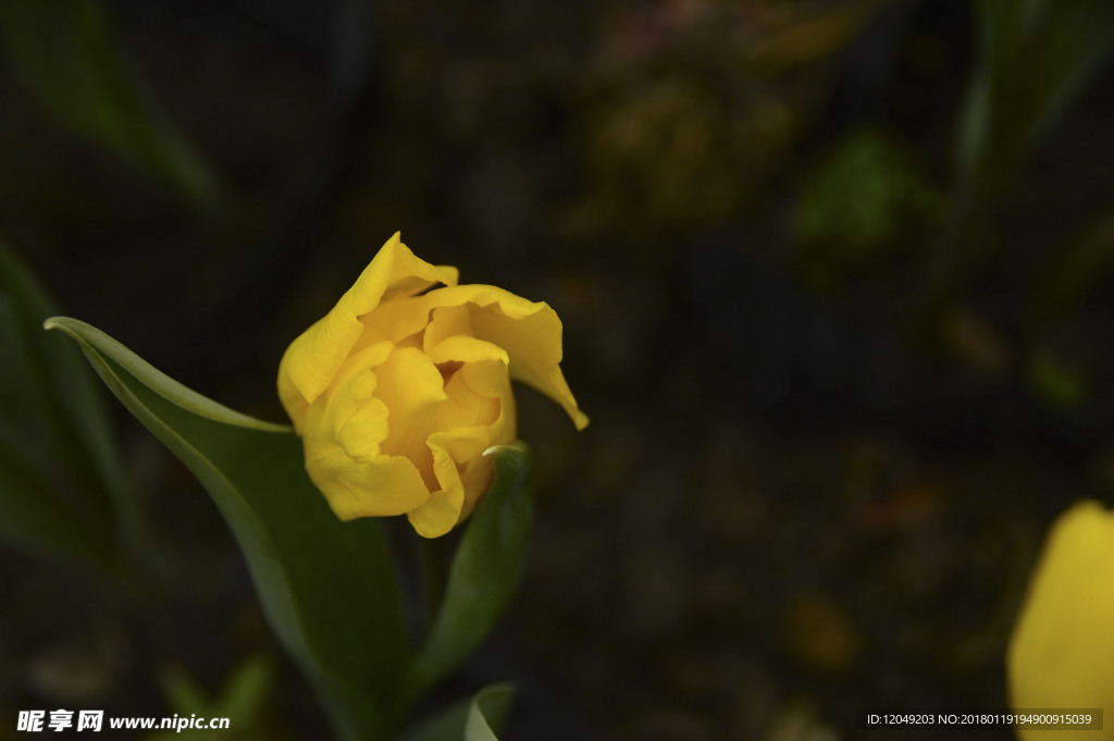 四川新津花舞人间