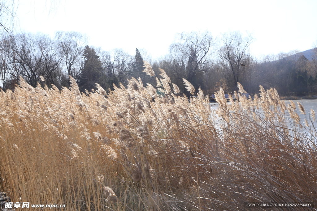 颐和园芦花