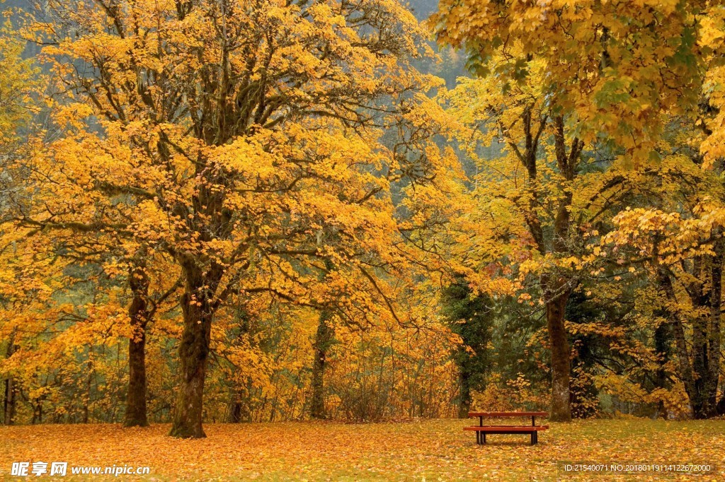黄色背景 浅黄背景