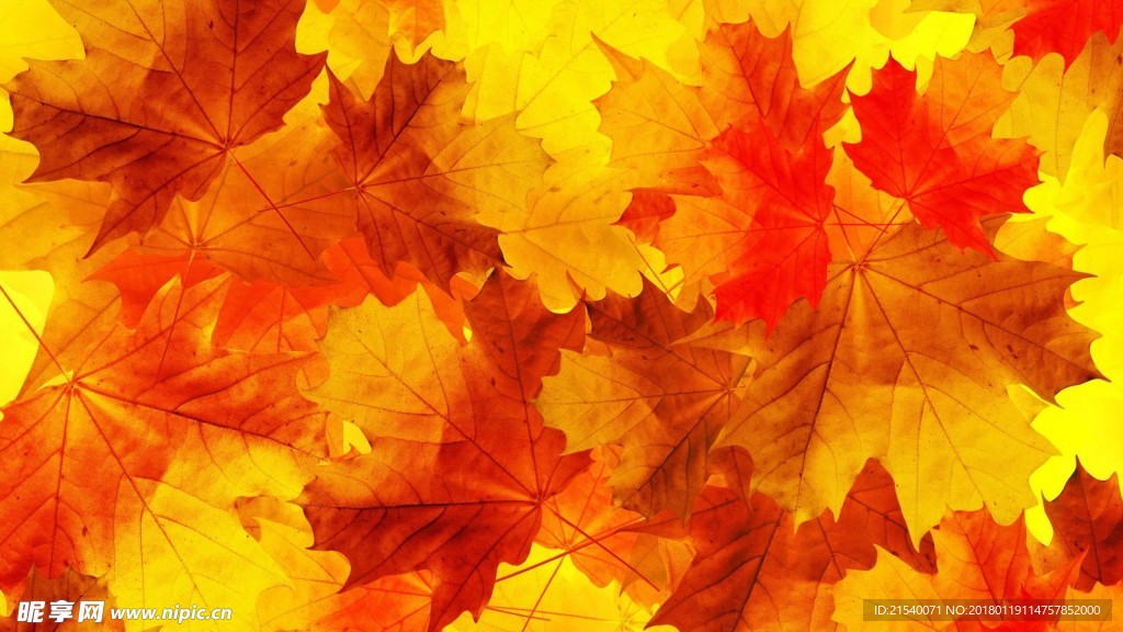 黄色背景 浅黄背景