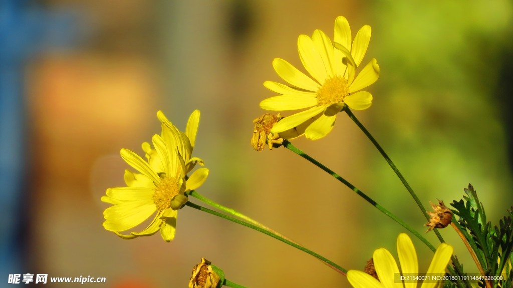 黄色背景 浅黄背景