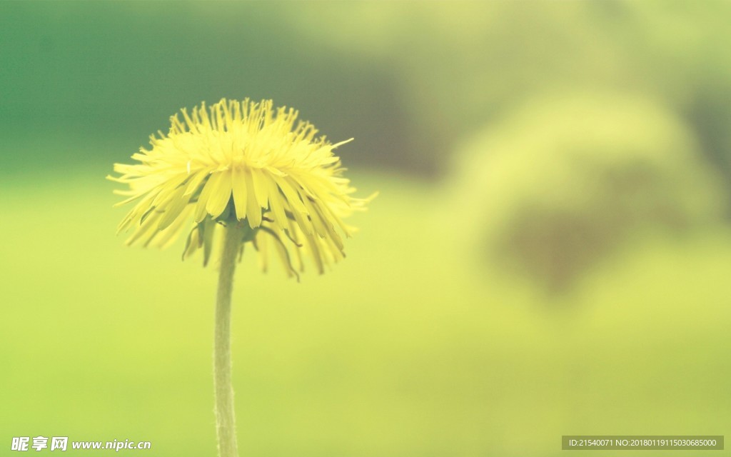 黄色背景   浅黄背景