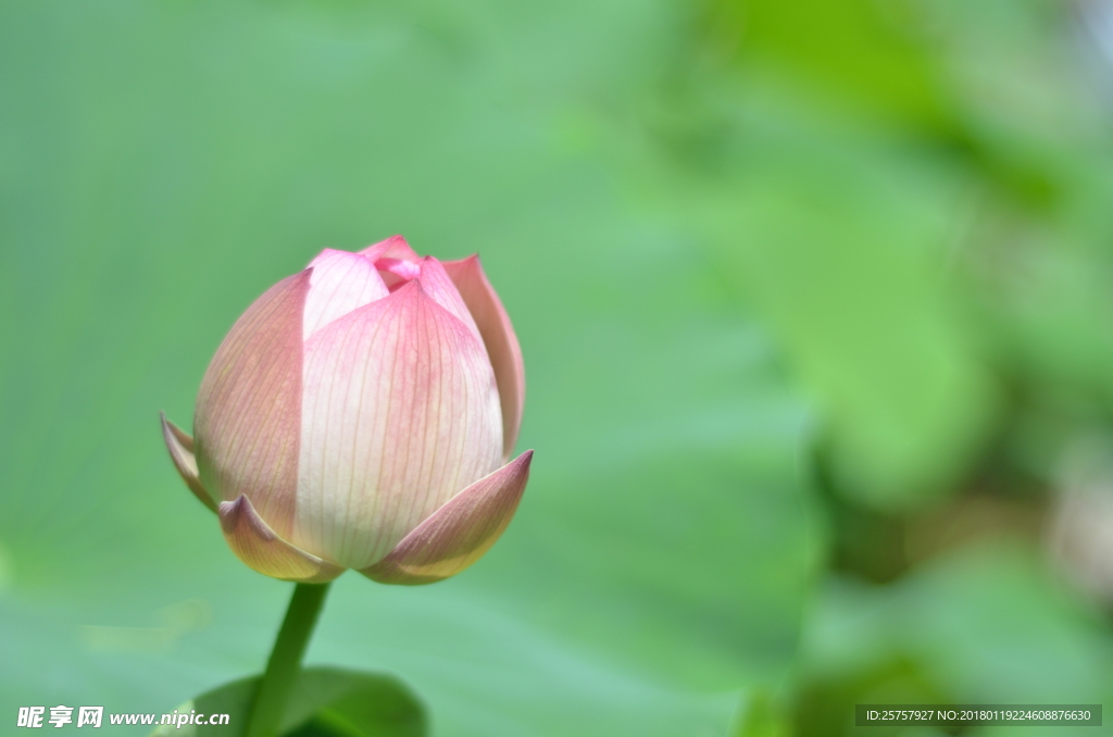 荷叶上的荷花蕾