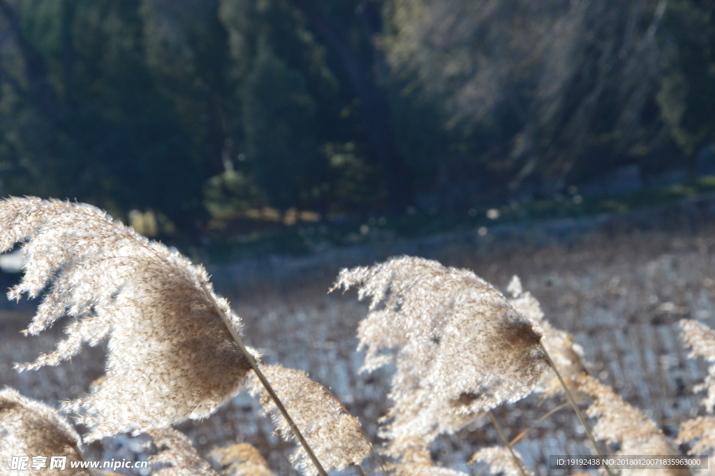颐和园芦花