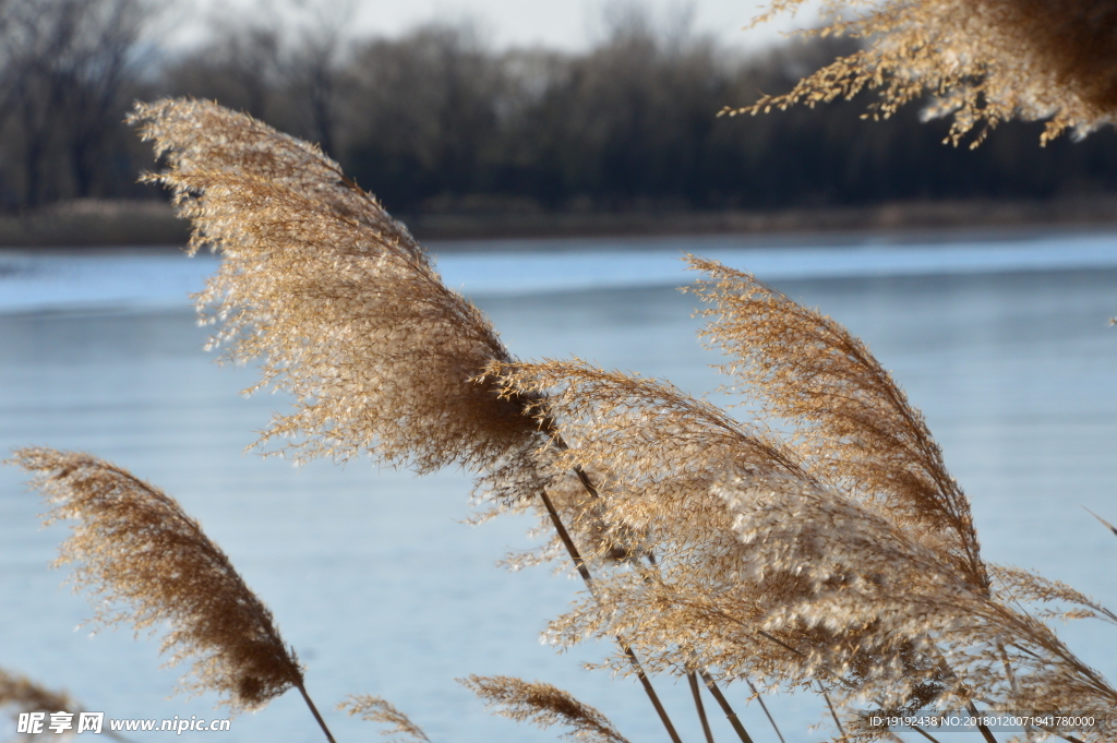 颐和园芦花