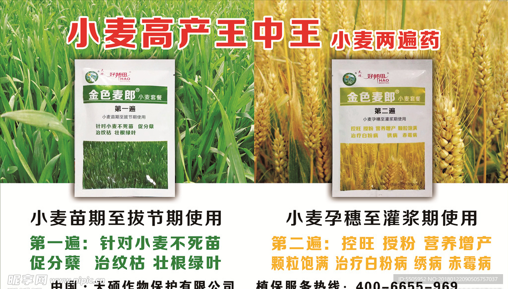 小麦高产王中王