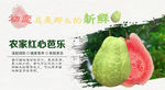 农家红心芭乐番石榴海报