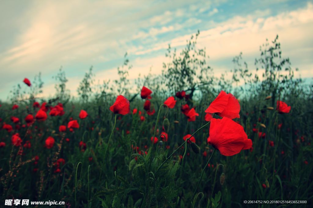 盛开的红色花朵